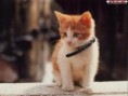 /album/photo-chat/unknown-5-jpeg1/